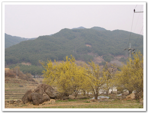 바위에 앉아 산수유 향기를 맡고 있노라면 세속의 근심은 모두 어디론가 사라져 버린다. 